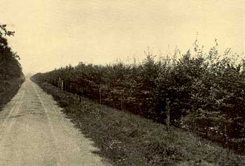 Beech trees on Broad Way