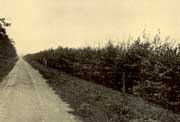 Beech Trees on Broadway circa 1914