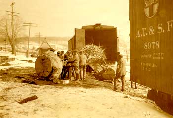 Loading Large Tree into Boxcar